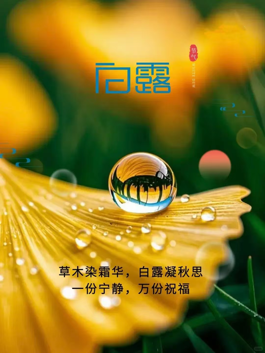 白露谈养生